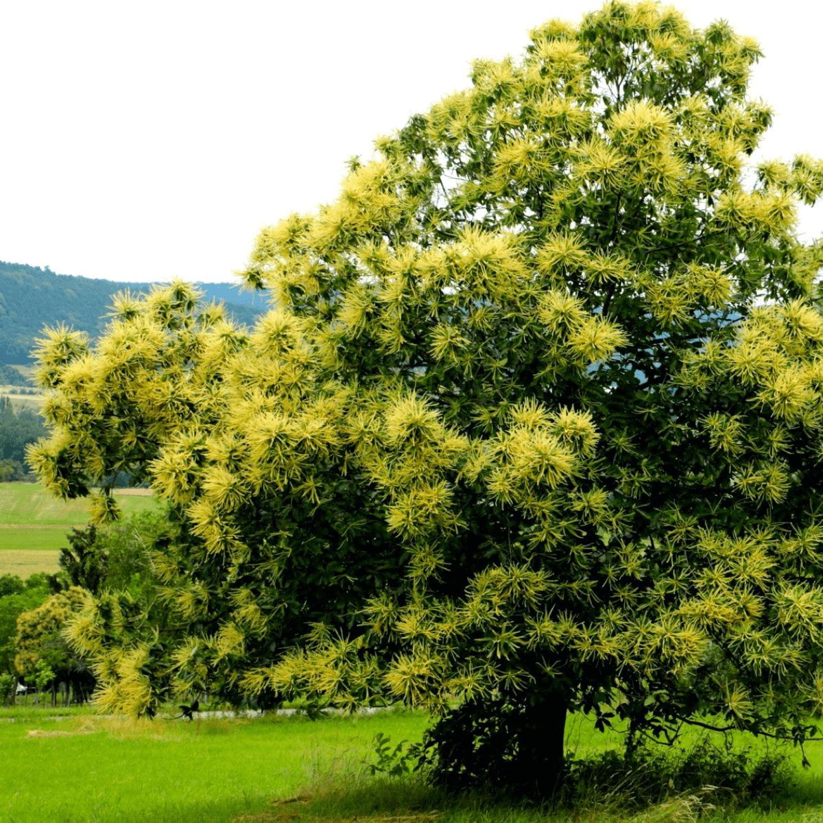 Le vieux châtaignier, devenu l'arbre à l'origine du nom de l'abbaye - Divine Box