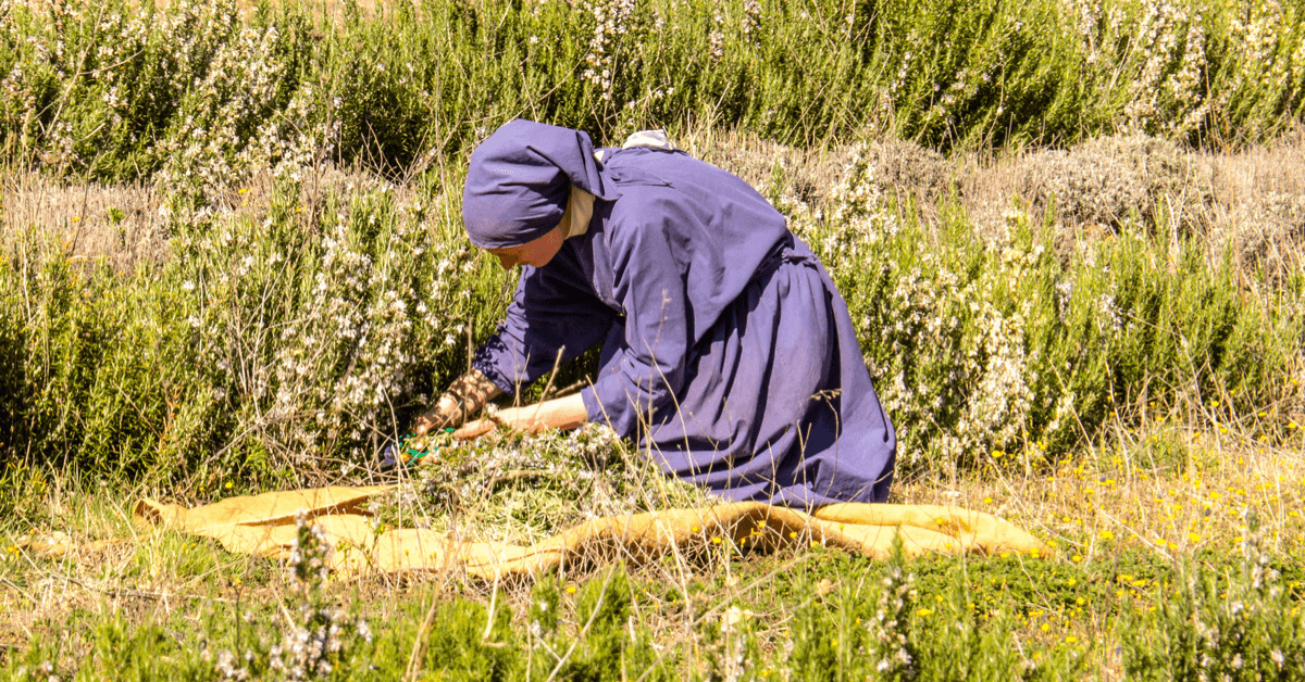 Une soeur du monastère de Taulignan cueille à la main des plantes dans son jardin, afin de réaliser des huiles essentielles et des tisanes bio