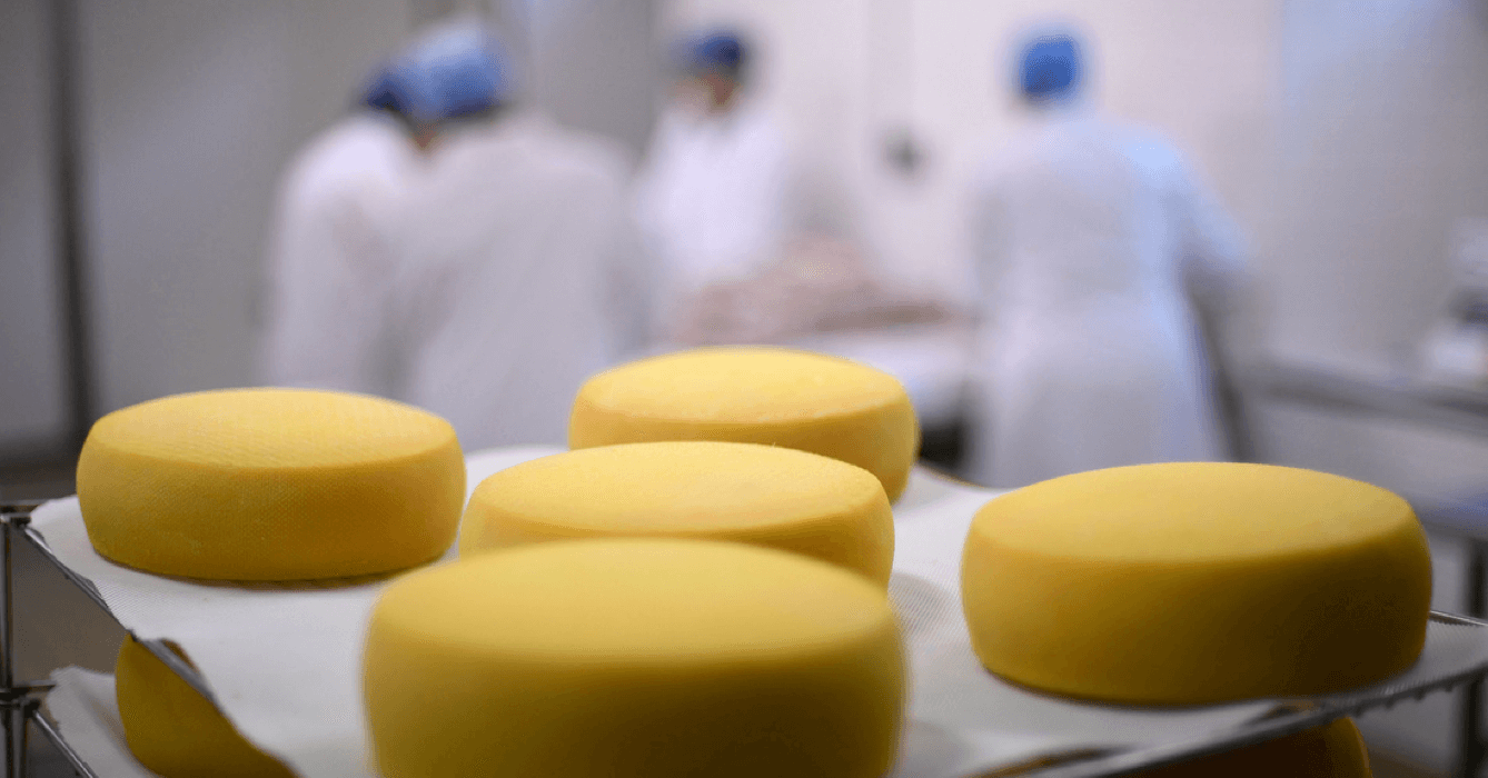 Depuis 1995, les soeurs de l'abbaye de La Coudre se concentrent uniquement sur l'étape la plus délicate de leur fromage : l'affinage