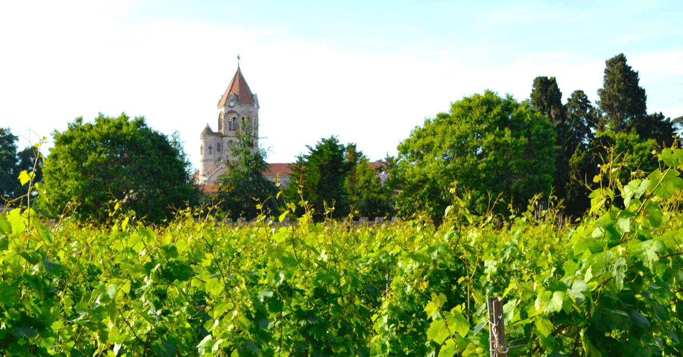  Vue sur une vigne, avec l'abbaye de Lérins à l'arrière plan - Divine Box