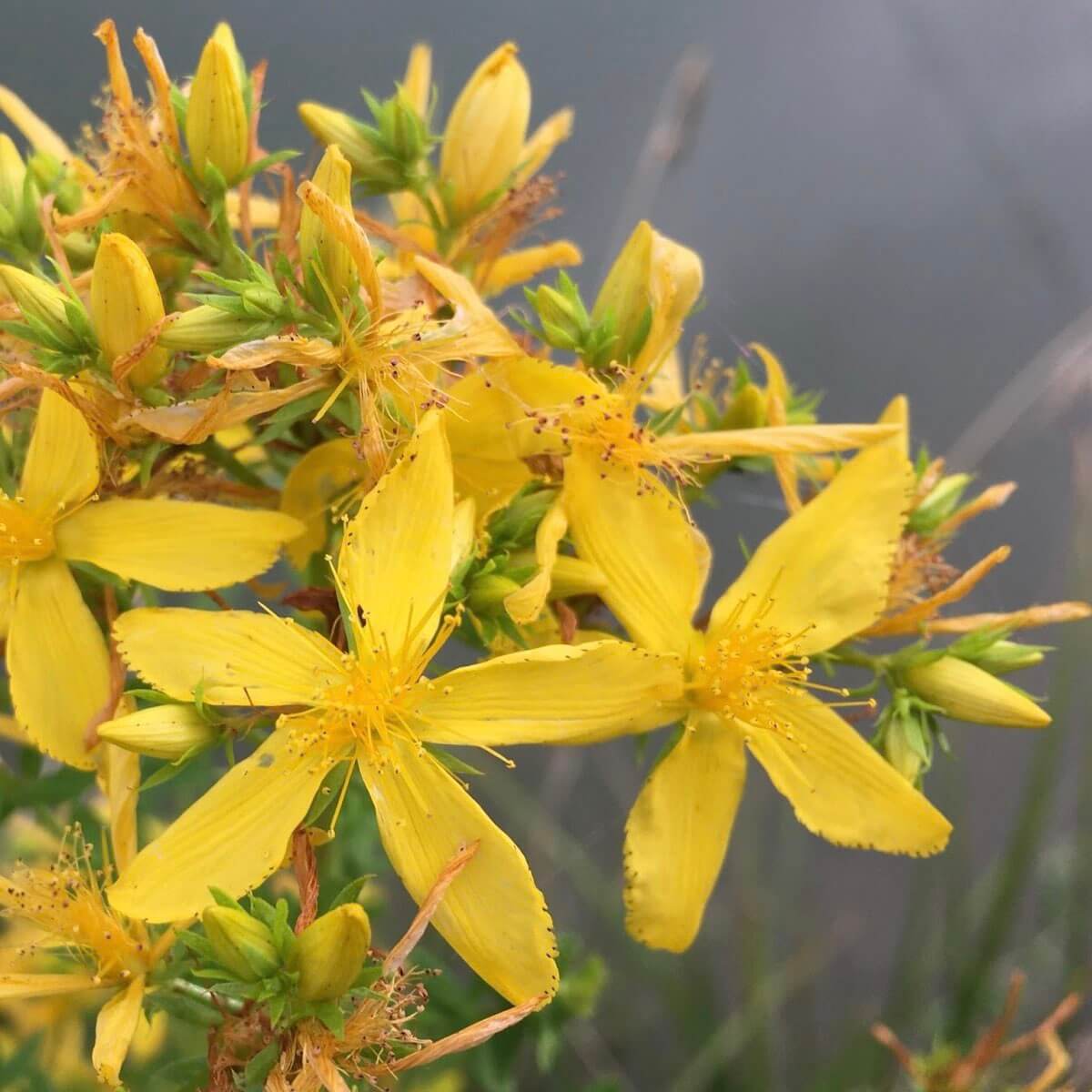 Millepertuis, fleur a priori utilisée dans la recette de la Chartreuse Jaune © Plantes Sauvages Comestibles
