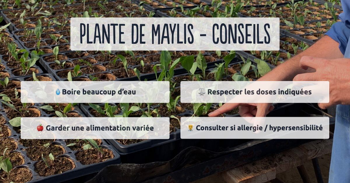 Quatre conseils si vous faites une cure de plante de Maylis - guide d'utilisation - Divine Box.001