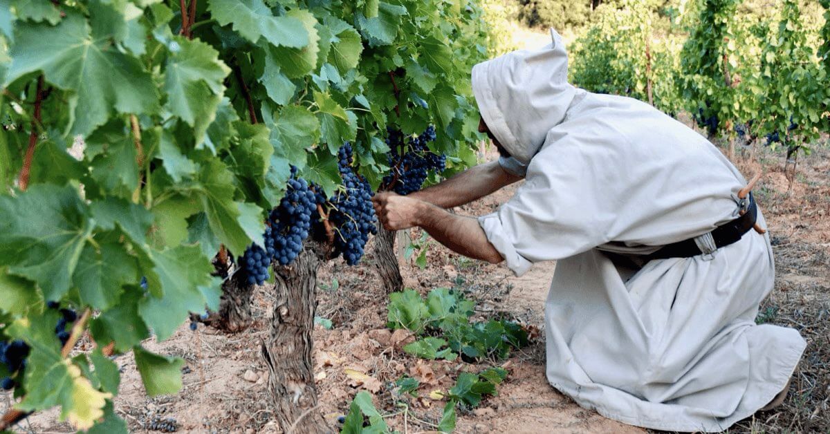Les moines du Barroux cultivent leur raisin © Via Caritatis