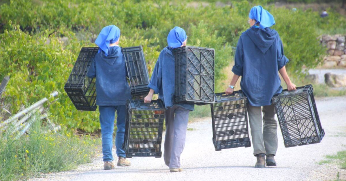 Les soeurs de l'abbaye de Jouques partent faire leur vendange © Divine Box