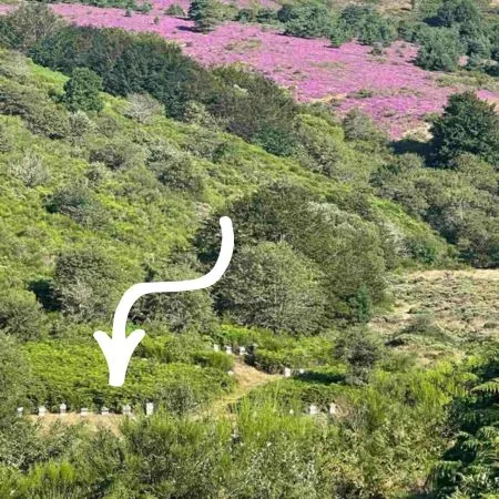 Opération Monastère d'Azille miels et sirop : ruches locales dans la Montagne Noire 